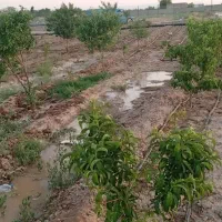 باغچه نقلی ویلایی ۳۷۰متر|فروش خانه و ویلا|شبستر, |دیوار