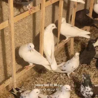 گنچ بر ۱۰۰|پرنده|دامغان, |دیوار