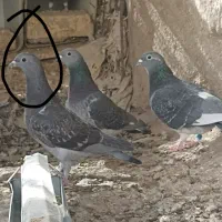 جوجه اردن تک