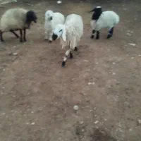 گوسفند|حیوانات مزرعه|سده (خراسان جنوبی), |دیوار