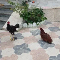 مرغ و خروس