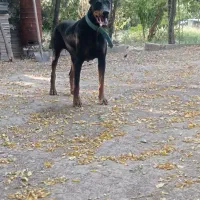 سگ دوبرمن ماده اصیل|سگ|خاوران, |دیوار