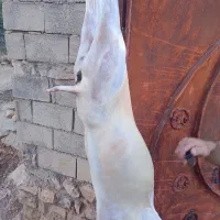 گوشت بز و بزغاله