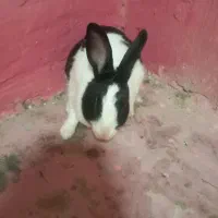 خرگوش|موش و خرگوش|اندیکا, |دیوار