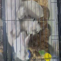 خرگوش لوپ و انگول|موش و خرگوش|تهران, سلسبیل شمالی|دیوار