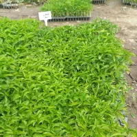 نشاء|خدمات باغبانی و درختکاری|چهارباغ, |دیوار