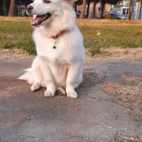 سگ پاکوتاه|سگ|میاندوآب, |دیوار