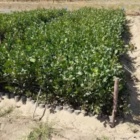 فروش نهال پسته