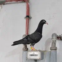 کبوتر کفتر جوجه المانی|پرنده|مشهد, عیدگاه|دیوار