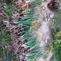 گل نرگس پیاز امسال|خدمات باغبانی و درختکاری|بهبهان, |دیوار