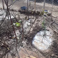 نهال انجیر گلابی وانگور بیدانه سفید|خدمات باغبانی و درختکاری|محمدیه-قزوین, |دیوار