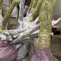 فروش انواع نهال گلدانی