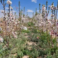 عرضه مستقیم انواع نهال به صورت کلی و جزئی