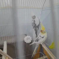 عروس هلندی|پرنده|پائین جام, |دیوار