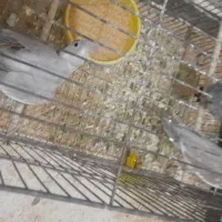 فروش عروس هلندی