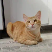 واگذاری گربه