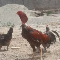 خروس لاری