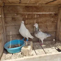 کبوتر پلاکی