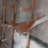 کفتر
