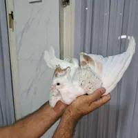 جوجه کبوتر تو لک پشتدار سرور|پرنده|تهران, فردوس|دیوار