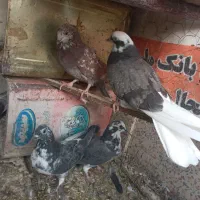 کاشونی|پرنده|فولادشهر, فولادشهر|دیوار
