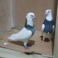 جفت طوقی|حیوانات|اندیمشک, |دیوار