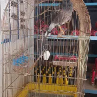 مرغ مینا دستی قناری خون۲۵۰۰۰۰۰|پرنده|کازرون, |دیوار