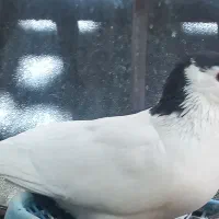 چندعددکبوتربرافروش دارم