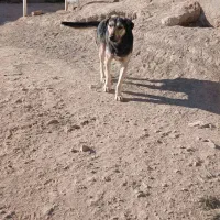 سگ نگهبان|سگ|قوچان, |دیوار