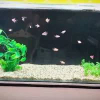 آکواریوم خانگی عرض ۲۸ ارتفاع ۴۵ عرض ۲۸ ارتفاع ۴۵|ماهی|نیشابور, هفده شهریور|دیوار