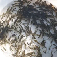 ماهی گرم کپور|ماهی|سنگر, |دیوار