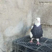 کفتر|پرنده|دهدشت, |دیوار