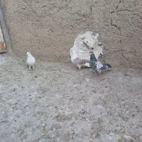 پنج عدد کبوتر پرشی|پرنده|نورآباد, |دیوار