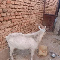 چبش سانن|حیوانات مزرعه|نهبندان, |دیوار