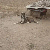 توله14ماهه