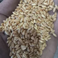 گندم بذری دیم|خدمات باغبانی و درختکاری|گلبهار, شهر جدید گلبهار|دیوار