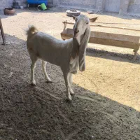 بزپاکستانی اصل