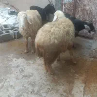 میش و بز|حیوانات مزرعه|دزفول, |دیوار