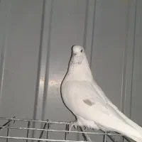 کبوتر شکار فروشی