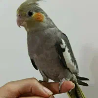 عروس دارچینی