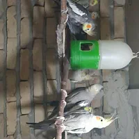 عروس هلندی مولد نروماده