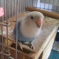 طوطی کوتوله برزیلی دستی