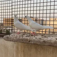 باسلام|پرنده|گلستان (تهران), |دیوار