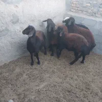 بره ماده داشتی جوون پا قوچی