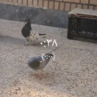 پرنده پلاکی
