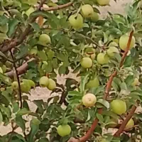 فروش سیب درختی