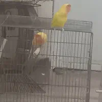 کوتوله برزیلی|پرنده|قم, رضویه|دیوار