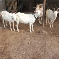 بز‌سانن‌شیری