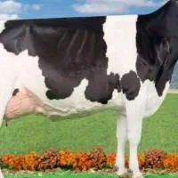 گاو وگوساله