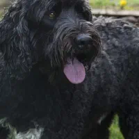 شیتزو تریر ۱ ساله واگذاری رایگان